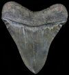 Sharply Serrated, Megalodon Tooth #70764-2